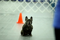 Obedience-Rally