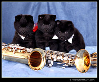 schipperkePups