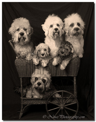 PDX Dog Portraits by Nina Sage