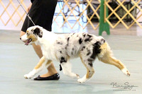 Breed Ring Candids