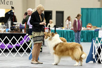 Bred by Exhibitor Dogs